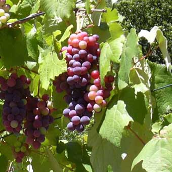 Food Safety Certification